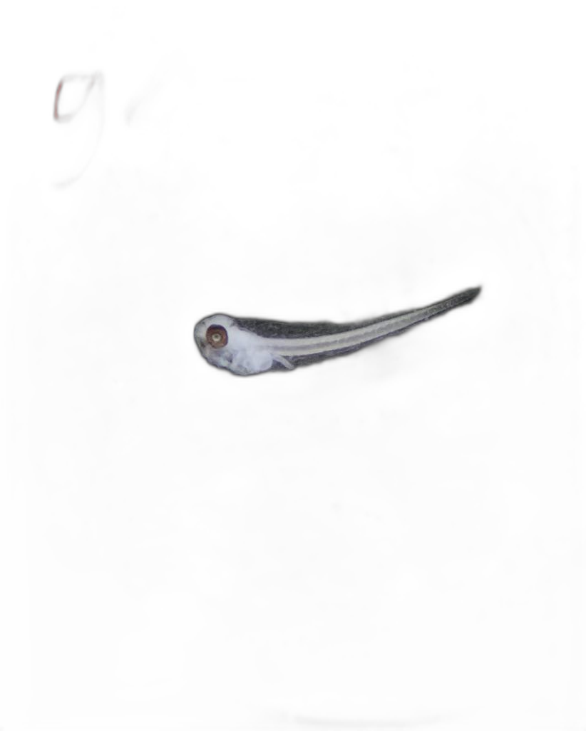Specimen image
