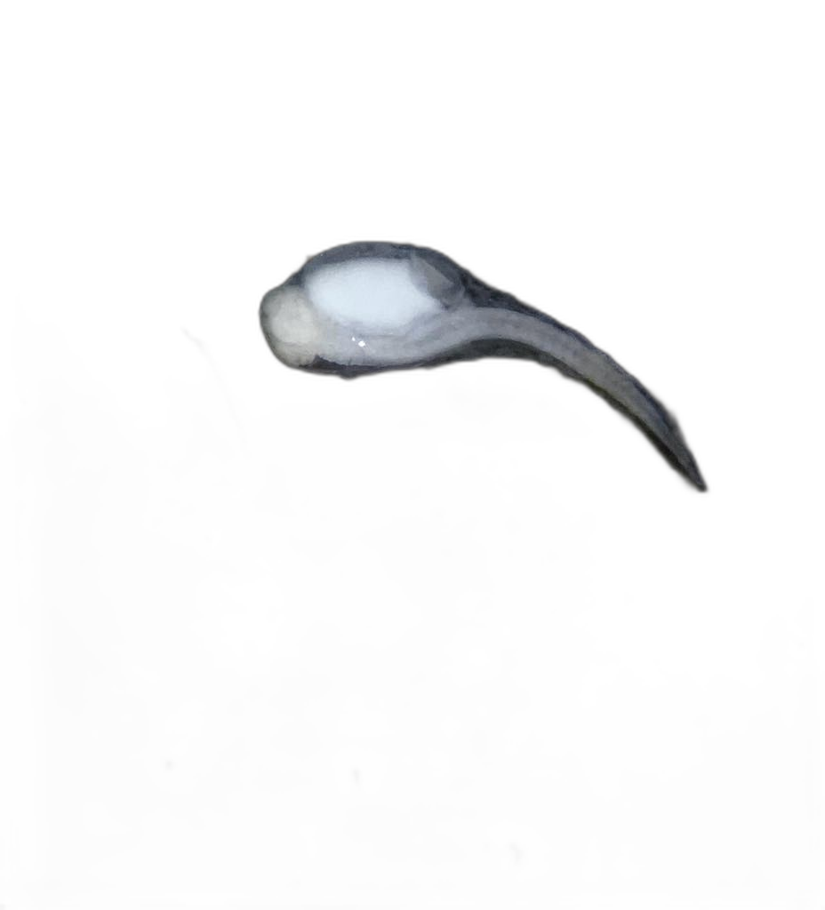Specimen image
