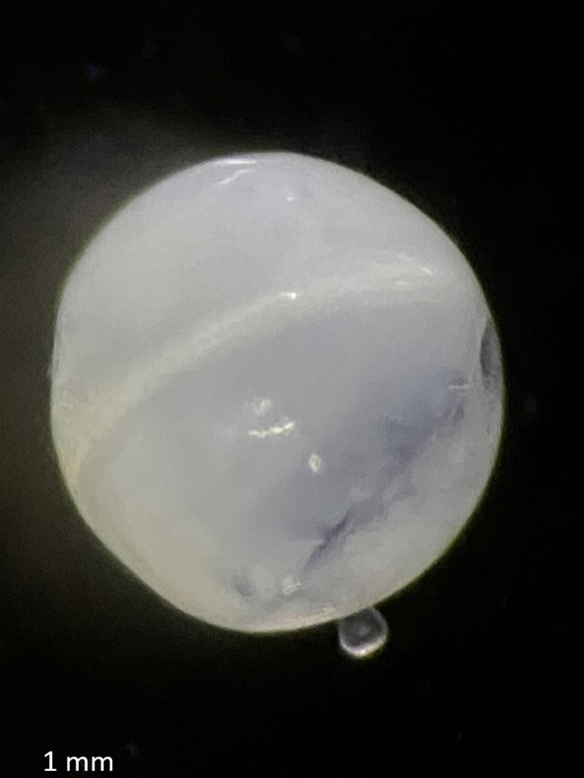 Specimen image