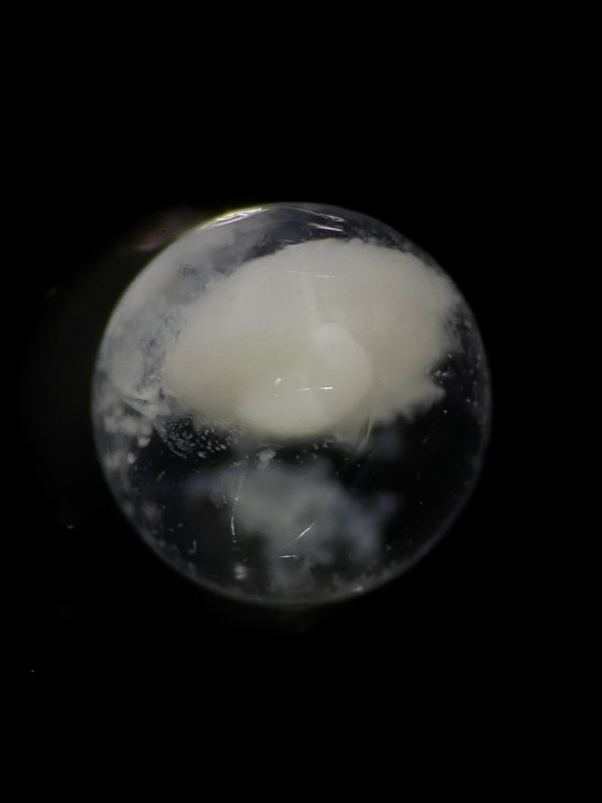 Specimen image