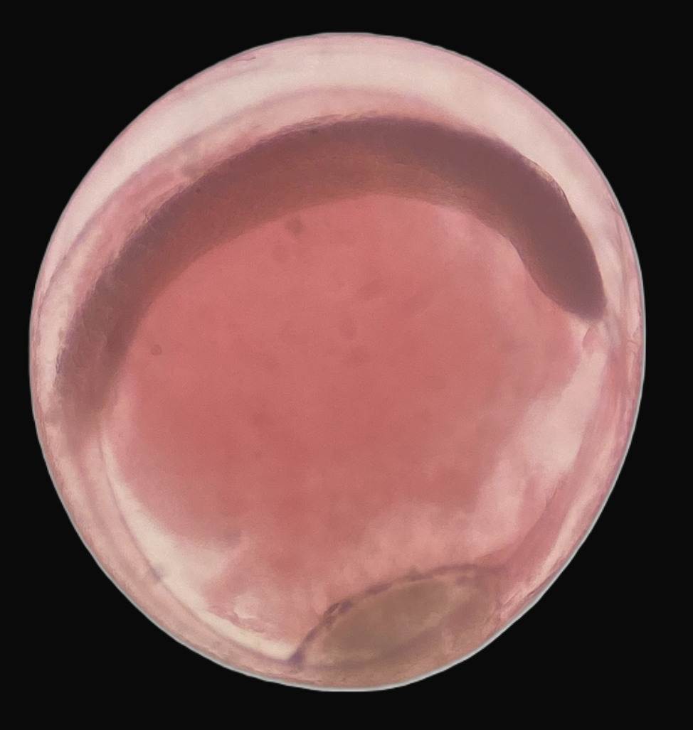 Specimen image