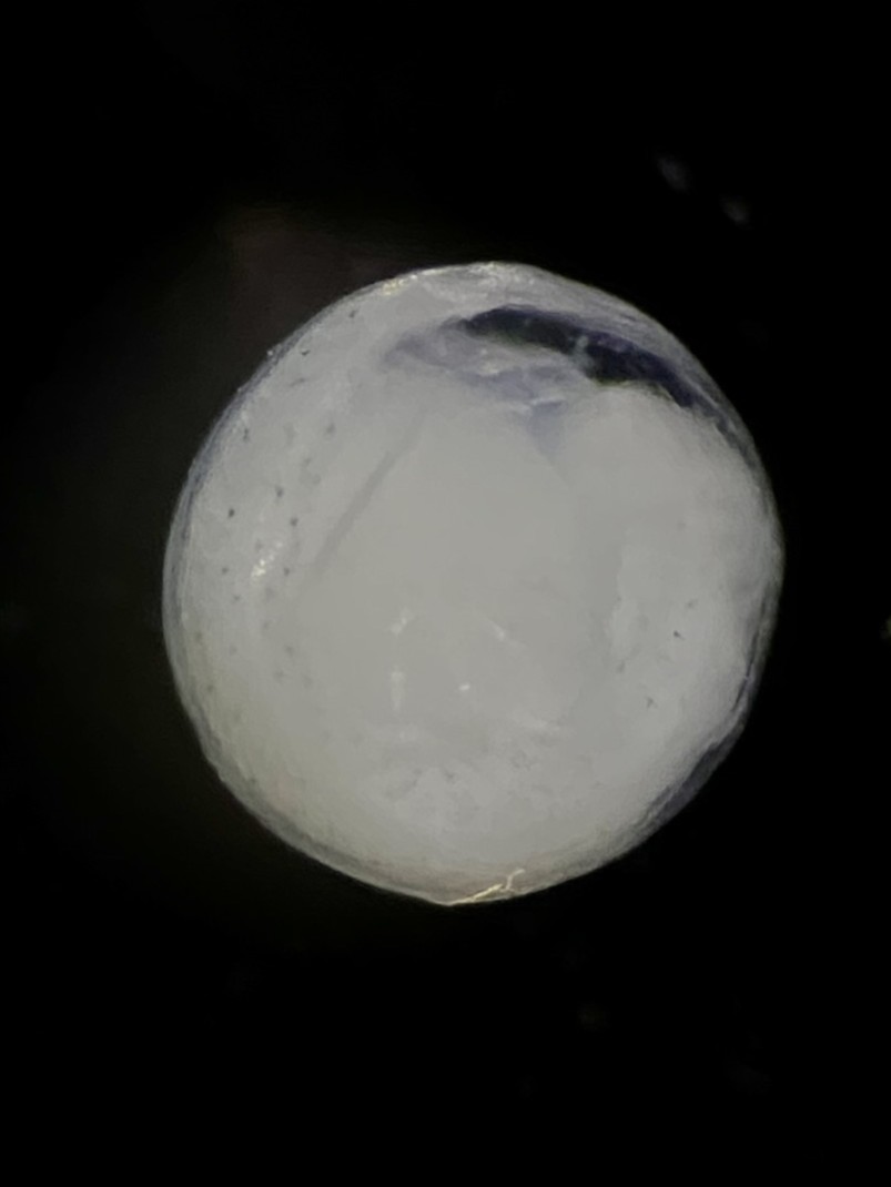 Specimen image