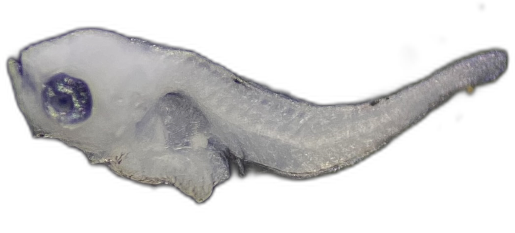 Specimen image