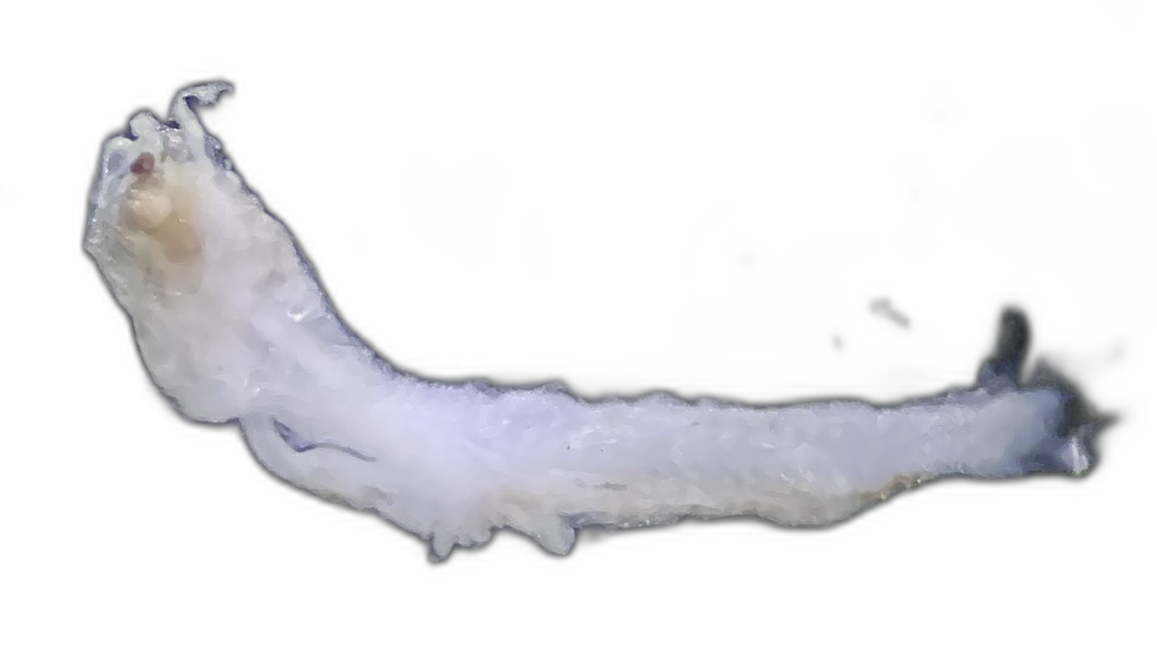 Specimen image