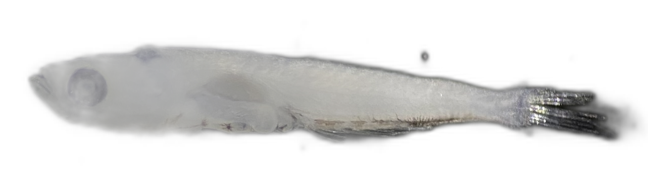 Specimen image