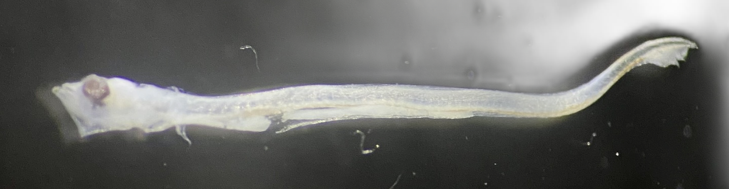 Specimen image