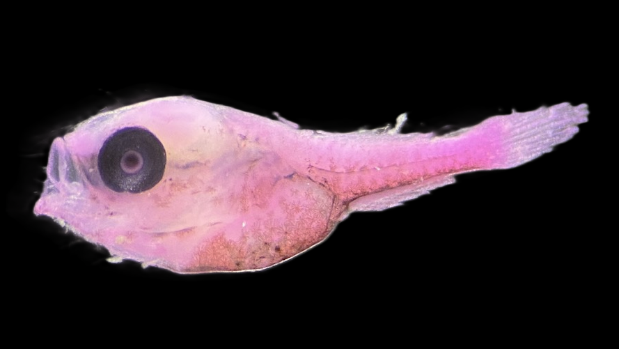 Specimen image