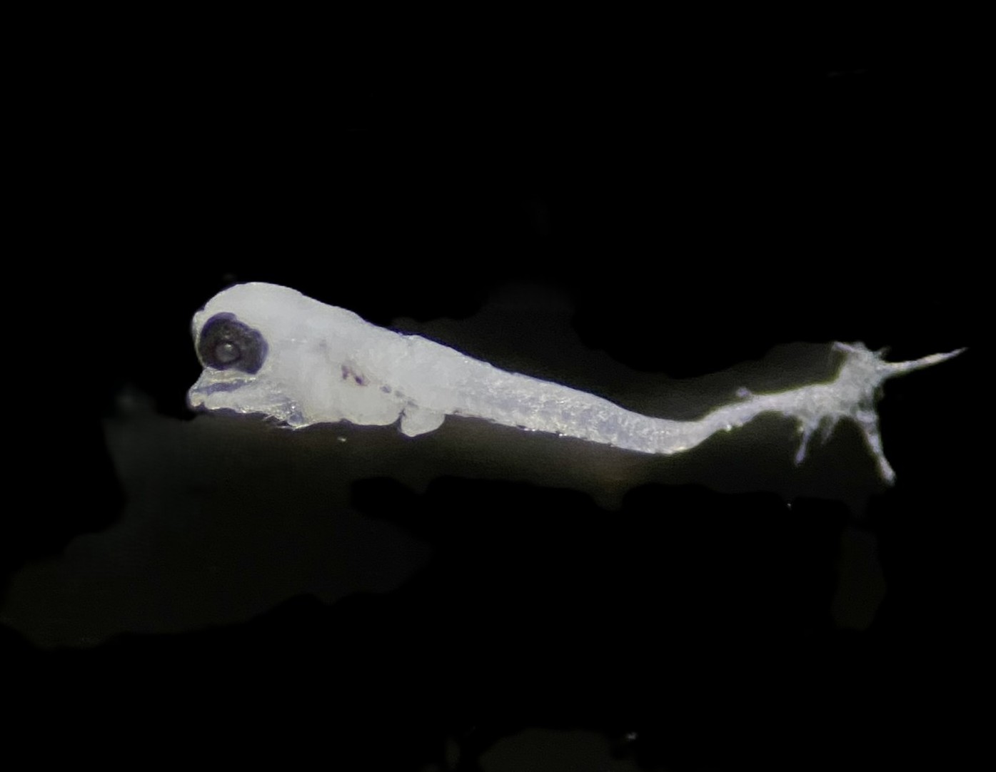 Specimen image
