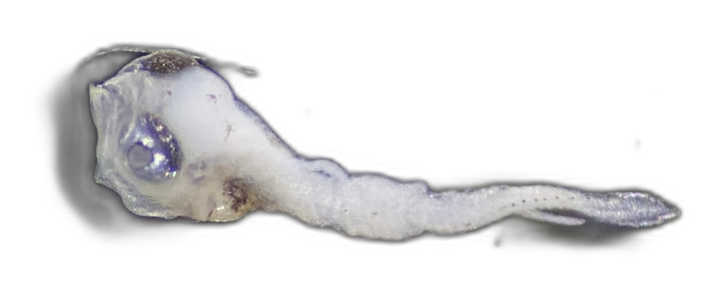 Specimen image