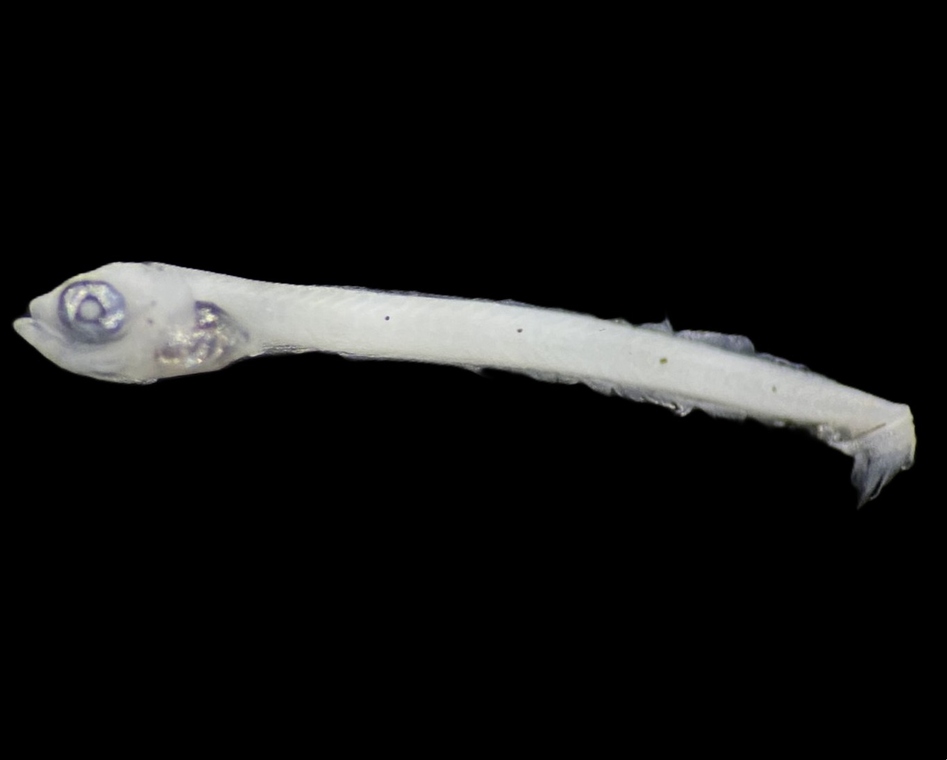 Specimen image