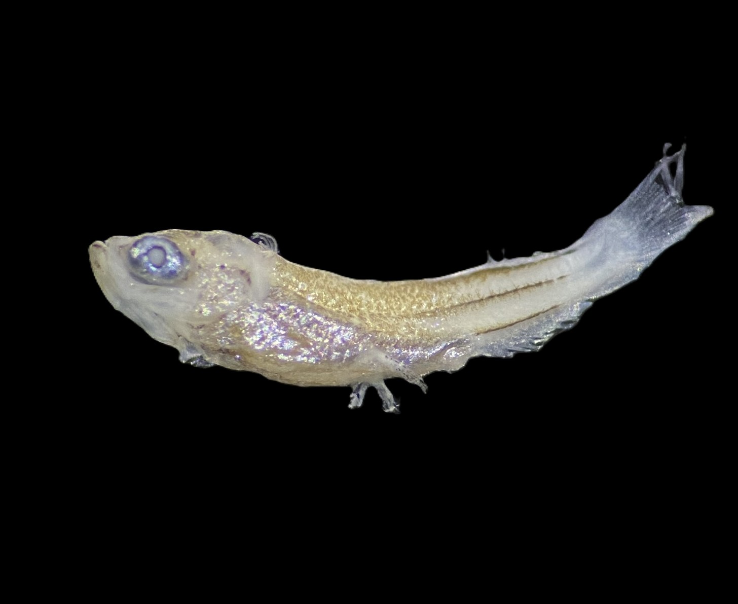 Specimen image