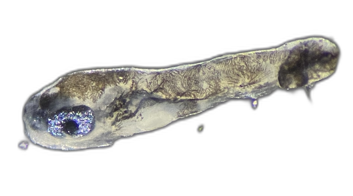 Specimen image