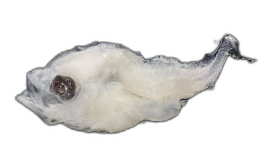 Specimen image