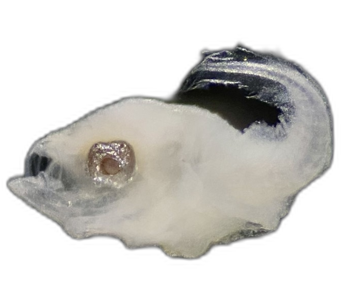 Specimen image