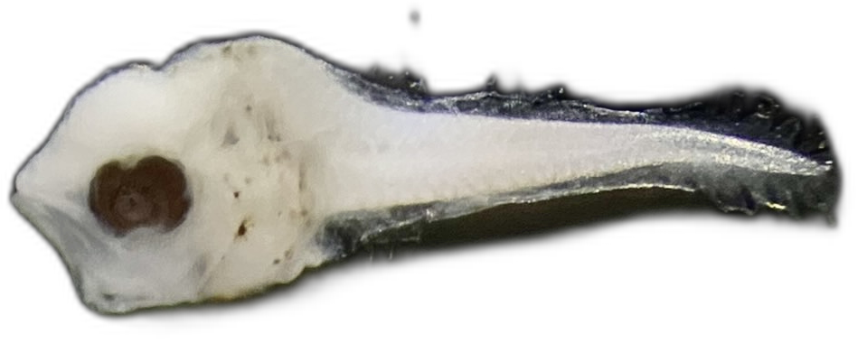 Specimen image