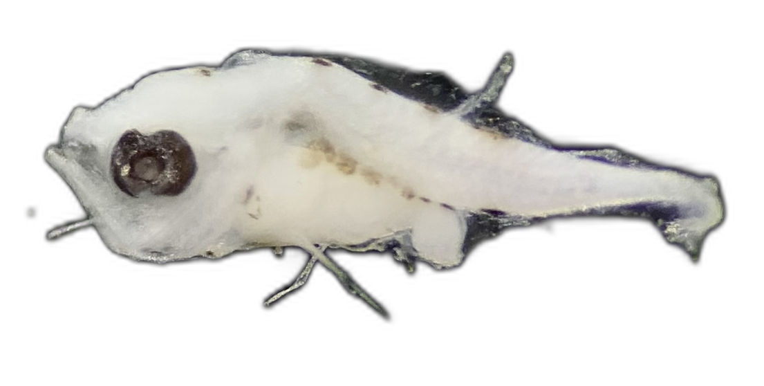Specimen image