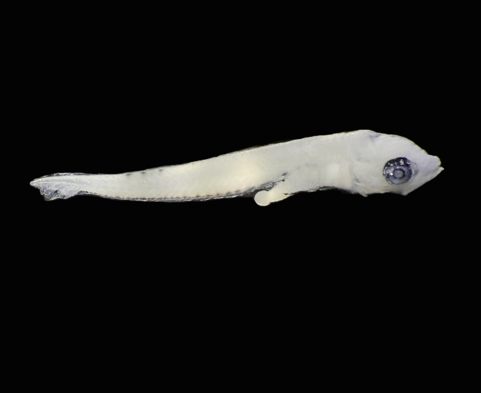 Specimen image