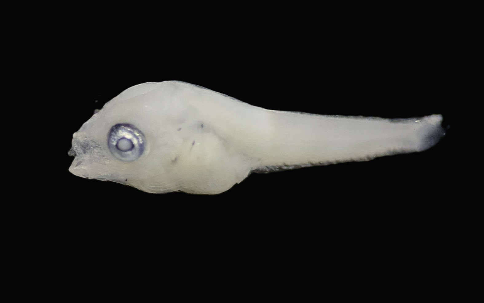Specimen image