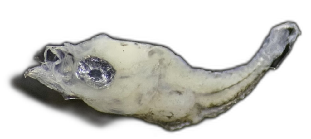 Specimen image