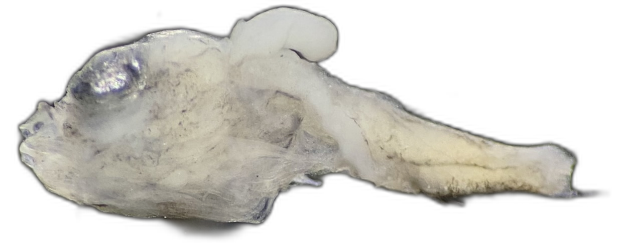 Specimen image