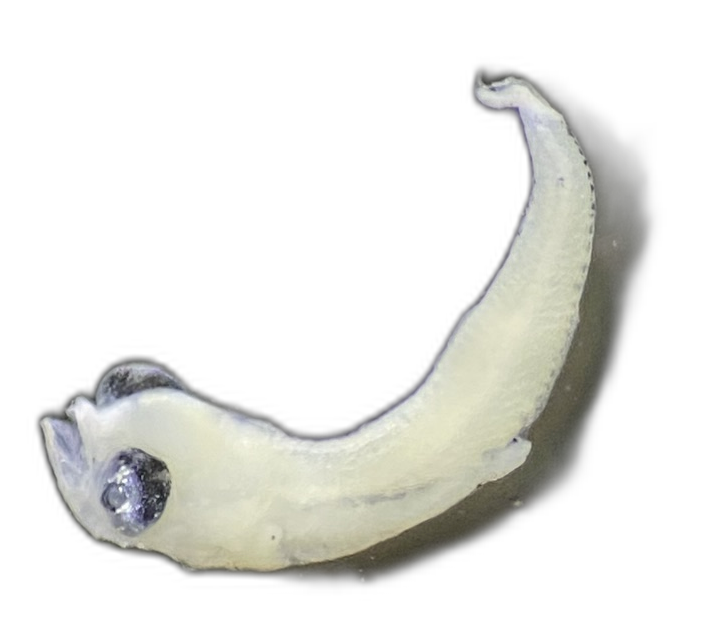 Specimen image