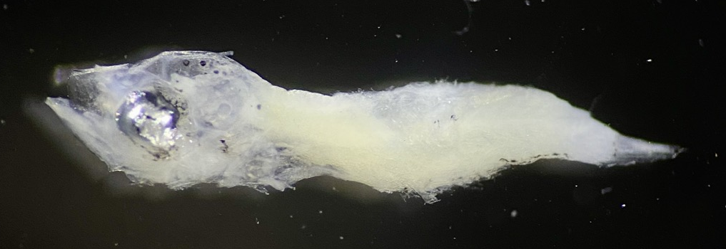 Specimen image