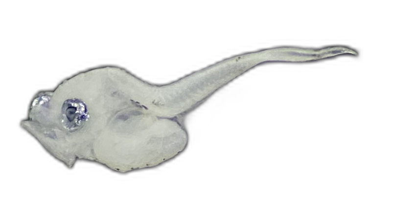 Specimen image
