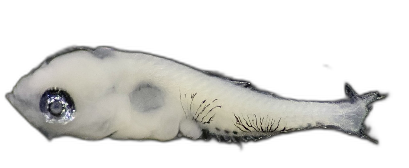 Specimen image