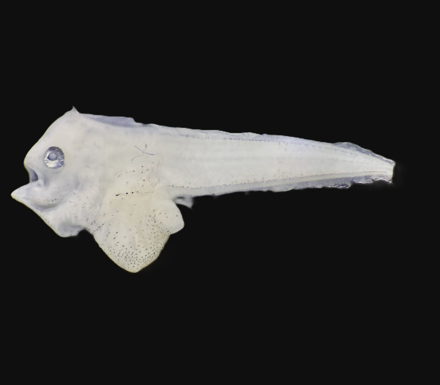 Specimen image