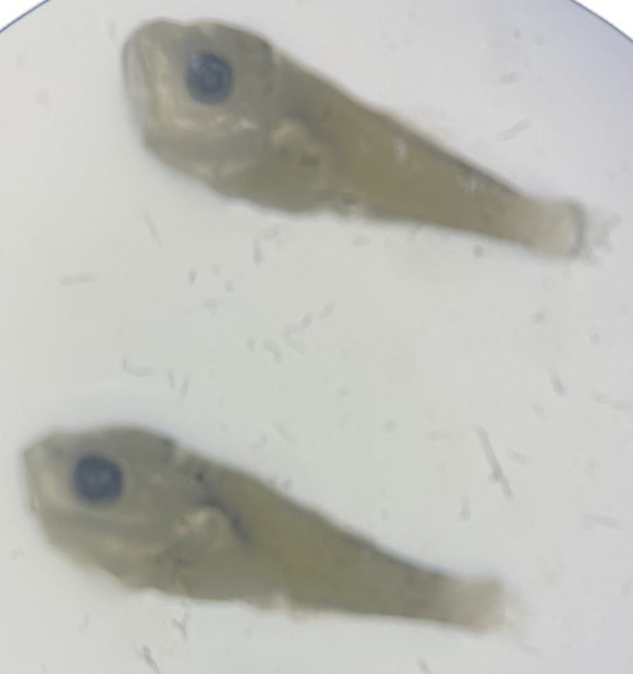 Specimen image