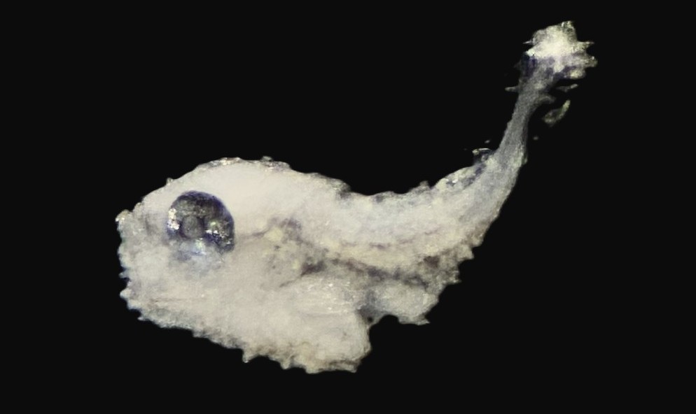 Specimen image