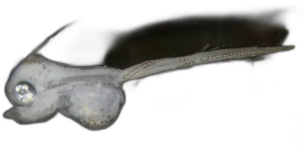 Specimen image