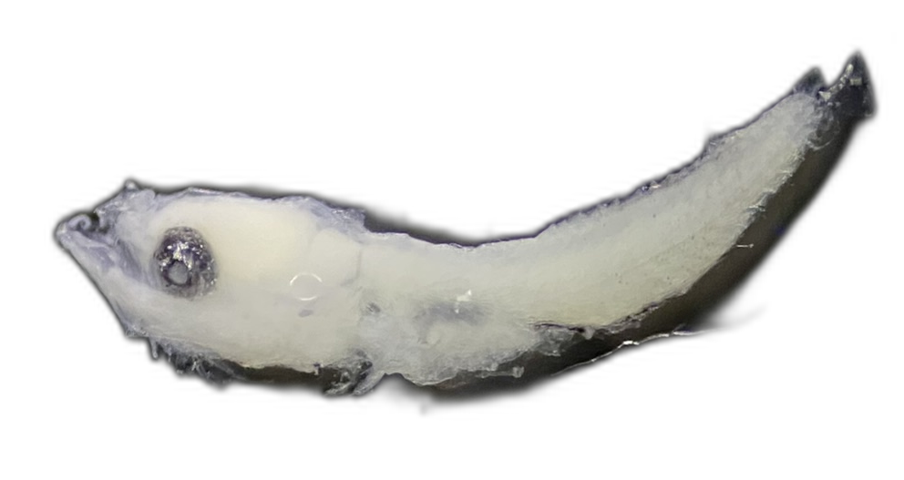 Specimen image