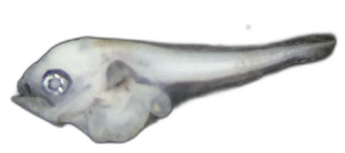 Specimen image