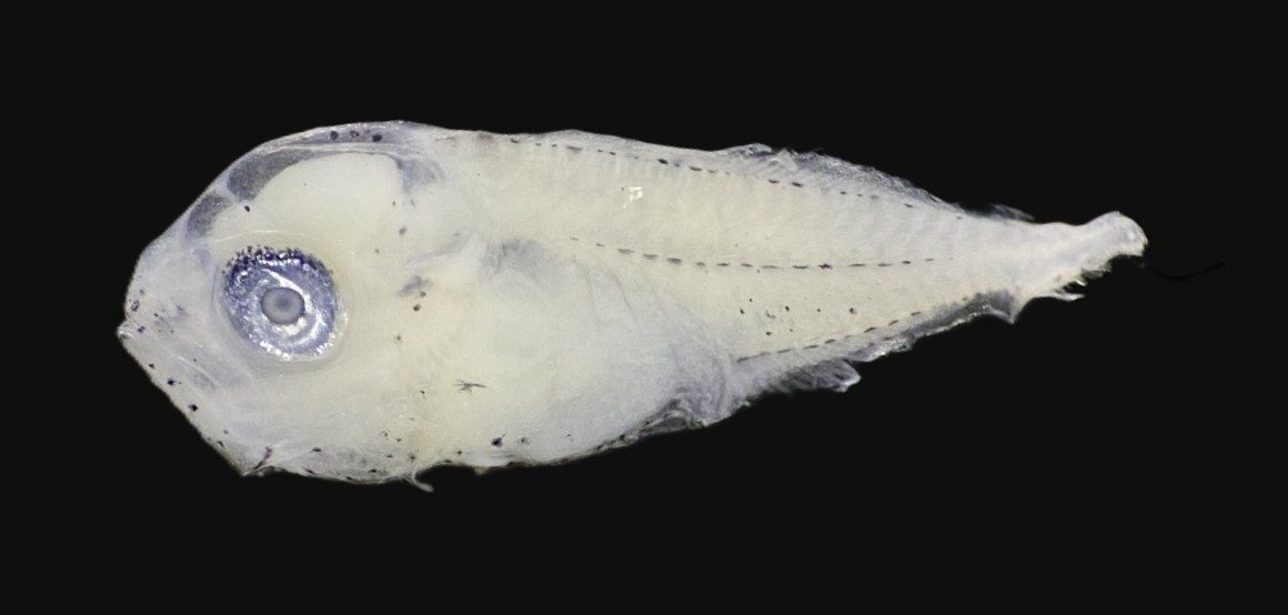 Specimen image