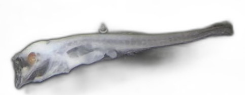 Specimen image