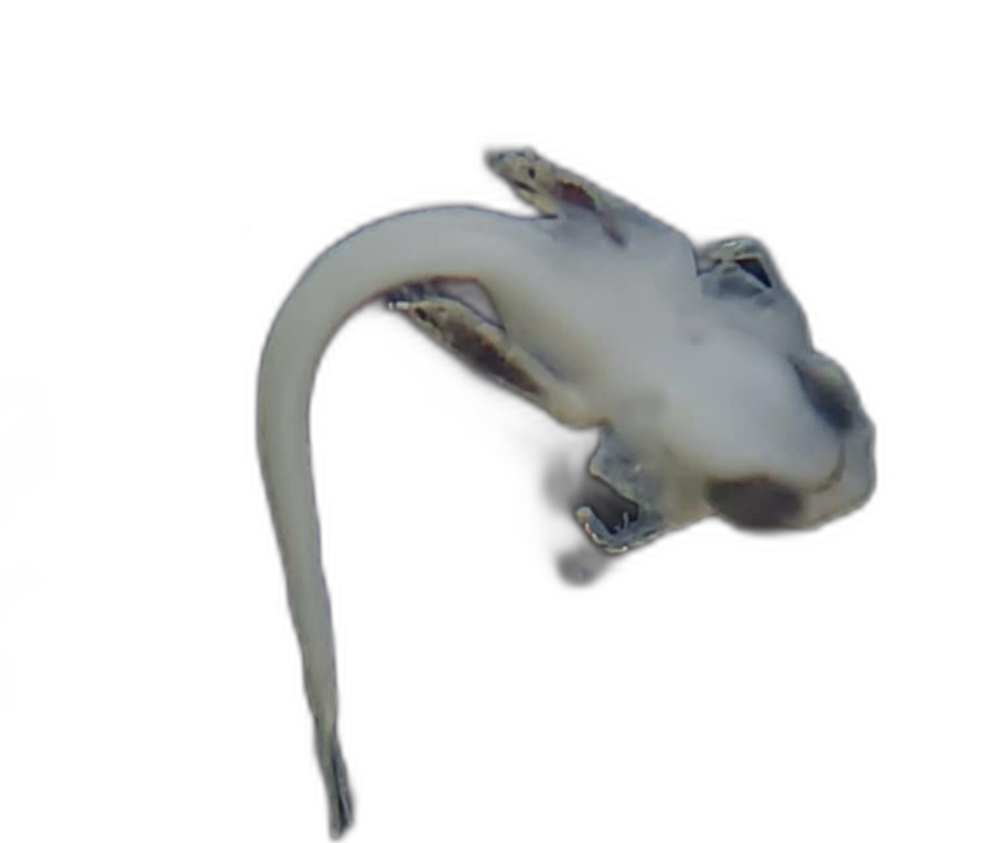 Specimen image