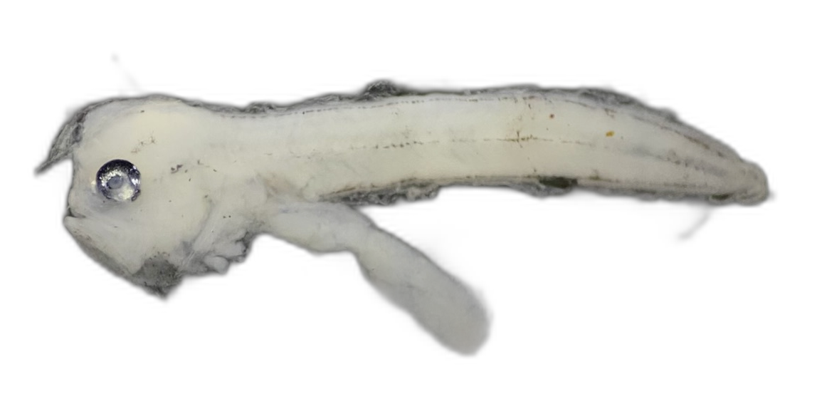 Specimen image