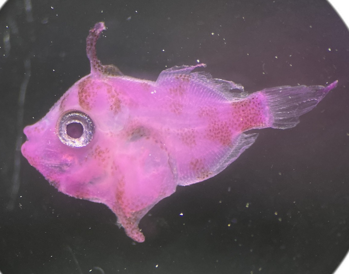 Specimen image