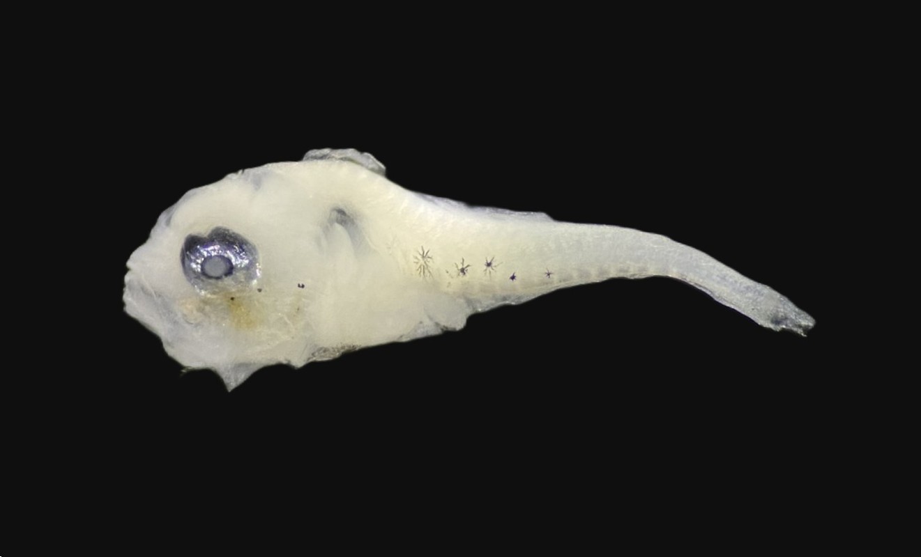 Specimen image
