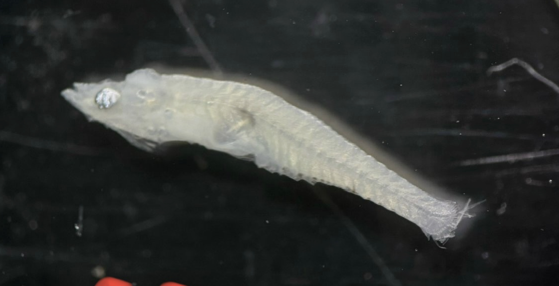 Specimen image