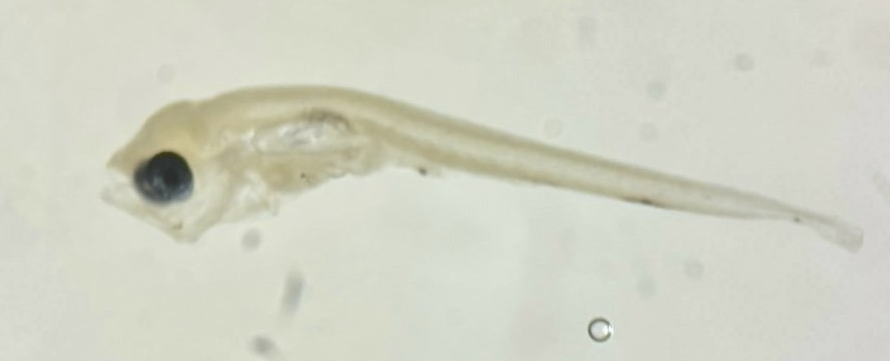 Specimen image