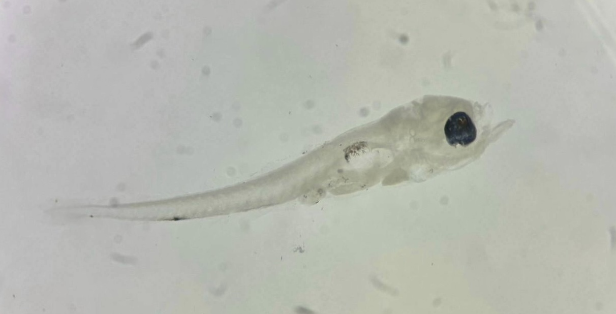 Specimen image
