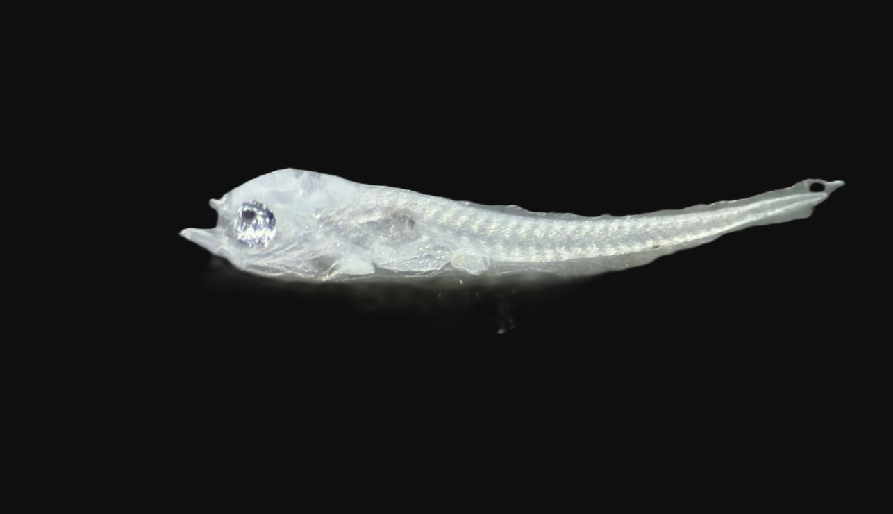 Specimen image