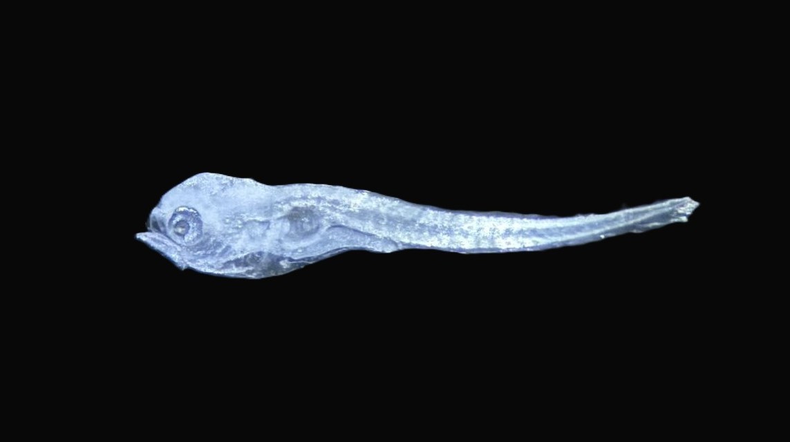 Specimen image