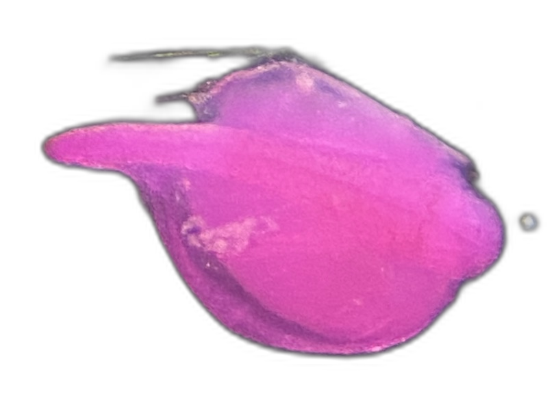 Specimen image
