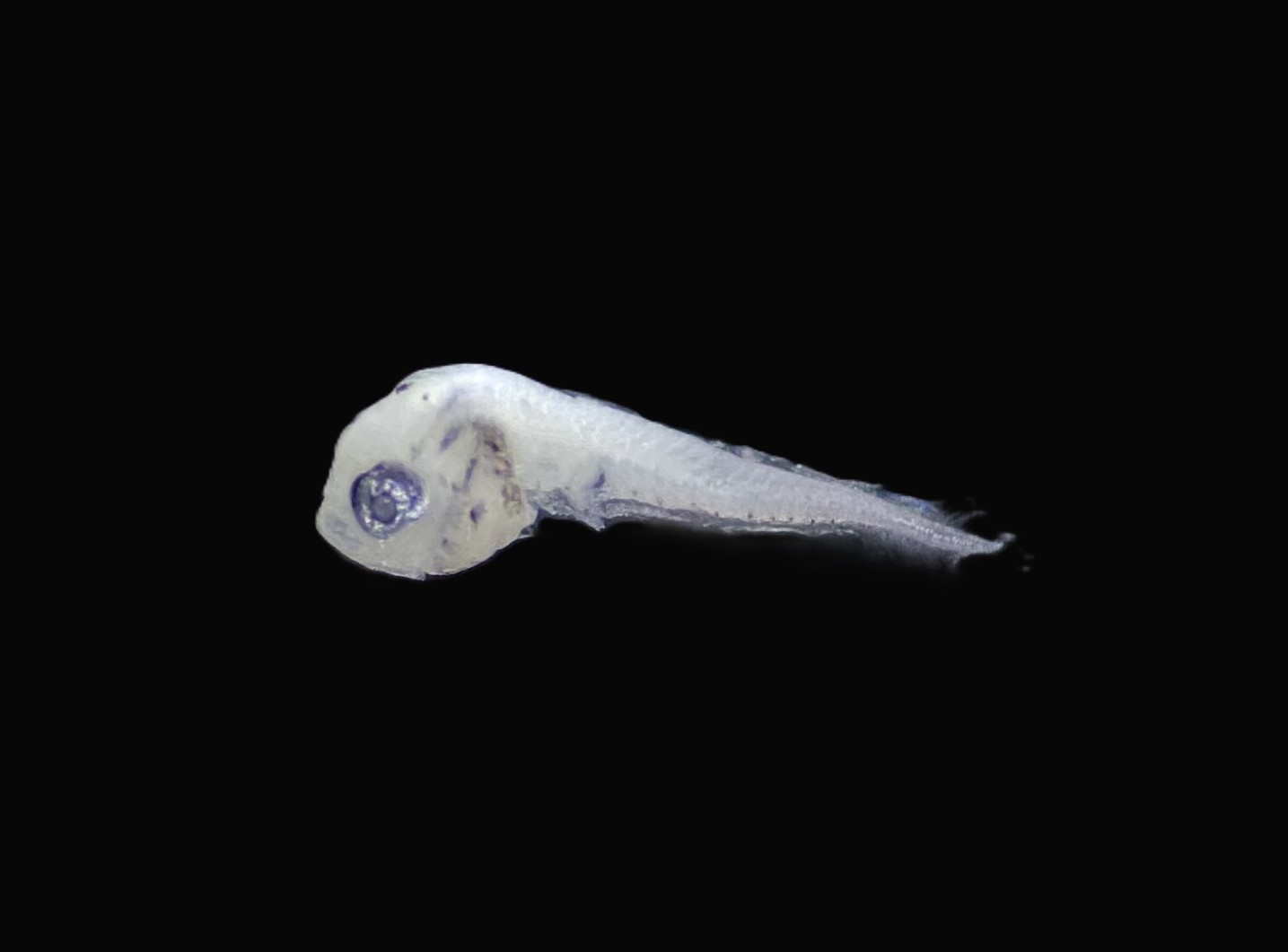 Specimen image