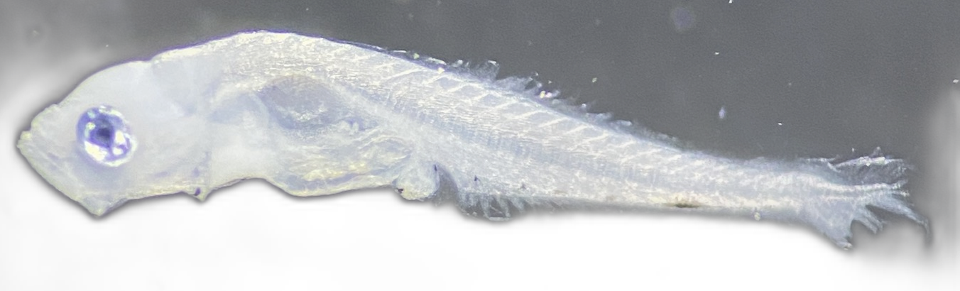 Specimen image