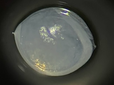 Specimen image