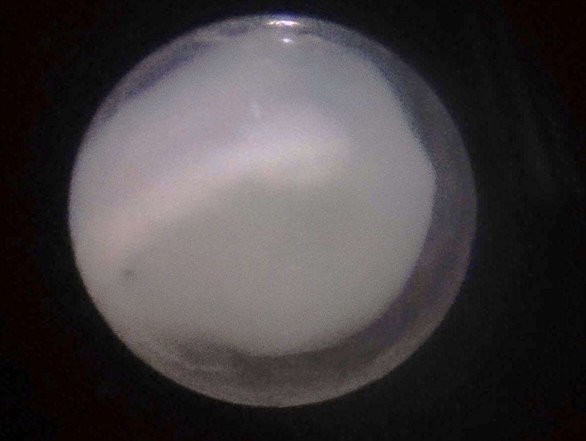 Specimen image